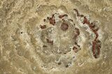 Polished Fossil Rugose Coral Slab - Morocco #276086-1